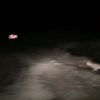 Tunceli nesli tükenmekte olan vaşağı görüntüledi Tunceli nesli tükenmekte olan vaşağı görüntüledi