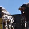 İnegöl'de patates hasadı başladı İnegöl'de patates hasadı başladı