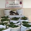 Bingöl'de uyuşturucu operasyonu Bingöl'de uyuşturucu operasyonu