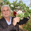 ﻿Çöpe atılıyordu şimdi kilosu 100 lira. Mersin'de yetişiyor tüm ülke kapışıyor