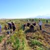 Nevşehir de patates hasadı başladı