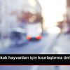 Ilgın da sokak hayvanları için kısırlaştırma ünitesi ... Ilgın da sokak hayvanları için kısırlaştırma ünitesi ...