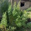 Bitlis te 147 kök Hint keneviri ele geçirildi Bitlis te 147 kök Hint keneviri ele geçirildi