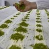 Antep baklavasında siparişler geri çevriliyor