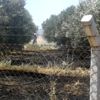Burhaniye de tarım arazisinde yangın Burhaniye de tarım arazisinde yangın