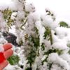 Taşköprü ye Mayıs ayında kar yağdı Taşköprü ye Mayıs ayında kar yağdı