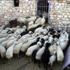 Diyarbakırlı besiciler kurbanlık hazırlıklarına devam ... Diyarbakırlı besiciler kurbanlık hazırlıklarına devam ...