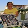 ﻿Mersin'de siyah incir hasadı başladı