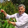 Turfanda kirazın kilosu 15 lira