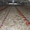 Çiftlikte korkunç manzara! 35 bini de öldü Çiftlikte korkunç manzara! 35 bini de öldü