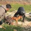 Öldürüp paylaşmışlardı: 3 kişi tutuklandı Öldürüp paylaşmışlardı: 3 kişi tutuklandı