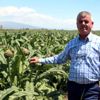 Karaciğer dostu enginarı don vurdu Karaciğer dostu enginarı don vurdu