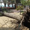 Fırtına asırlık ağacı devirdi