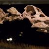 En büyük dinozorun fosilleri keşfedildi En büyük dinozorun fosilleri keşfedildi