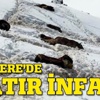 Uludere'de katırlara infaz!