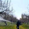 Evden çıkamayan çiftçinin kayısı ağaçları ilaçlandı