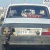 Stop lambası yerine köpek kafası!