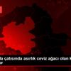 Erzurum da çatısında asırlık ceviz ağacı olan kütüphane ...