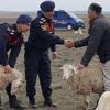 Rus koyun hırsızı yakalandı Rus koyun hırsızı yakalandı