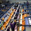 Narenciye ihracatından 560 milyon dolar gelir