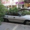 Şiddetli fırtına ağaçları devirdi Şiddetli fırtına ağaçları devirdi