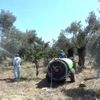 Zeytin sineğine organik çözüm "kaolin" Zeytin sineğine organik çözüm "kaolin"