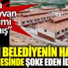 AKP’li Belediyenin hayvan hastanesinde kediler ölen kedileri yemiş