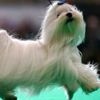 Köpeğiyle rahat seyahat etmek için "business class"ı kapattı Köpeğiyle rahat seyahat etmek için "business class"ı kapattı