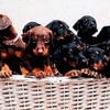 14 doberman cinsi yavru bir sepette 14 doberman cinsi yavru bir sepette