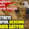 Beden eğitimi öğretmeni 150 metreye tırmanıyor kilosunu bin liraya satıyor Beden eğitimi öğretmeni 150 metreye tırmanıyor kilosunu bin liraya satıyor
