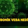 Bubonik veba nedir? Bubonik veba belirtileri nelerdir, tedavisi nasıl?