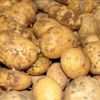 Rusya, patates ithalatını askıya aldı Rusya, patates ithalatını askıya aldı