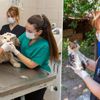 İzmir'de 1 yılda 11 bin 500 sokak hayvanı tedavi edildi