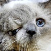 İki yüzlü kedi öldü