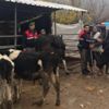 Hayvan hırsızı, jandarmadan kaçamadı