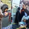 Siirt'te kuduz eşek şüphesi: 3 kişiyi ısırdı