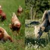 Organik üreticileri destek bekliyor