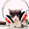 Kedilere özel müzik Kedilere özel müzik