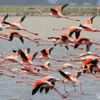 Bakan’dan ‘Flamingo otoyolu’ haberlerine yazılı açıklama Bakan’dan ‘Flamingo otoyolu’ haberlerine yazılı açıklama