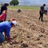 Yırca’da sökülen zeytinlerin yerine yenileri dikiliyor Yırca’da sökülen zeytinlerin yerine yenileri dikiliyor