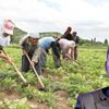 32 bin çiftçi tarım arazisi kiraladı