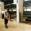 Kurban pazarlarında sinekle mücadele Kurban pazarlarında sinekle mücadele
