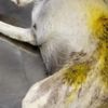 Bunu yapan insan olamaz! Köpeği canlı hedef tahtası yaptılar