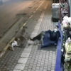 Sokak köpekleri dehşeti yaşattı Sokak köpekleri dehşeti yaşattı