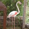 Hakkari'de yaralı bulunan flamingo tedaviye alındı Hakkari'de yaralı bulunan flamingo tedaviye alındı