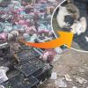 5 bin hayvan ölü bulundu! Bunu yapan insan olamaz 5 bin hayvan ölü bulundu! Bunu yapan insan olamaz