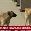 Köpekler neden saldırır? Saldıran kurtulmanın en kolay yöntemi nedir? Uzman isim A Haber'de anlattı Köpekler neden saldırır? Saldıran kurtulmanın en kolay yöntemi nedir? Uzman isim A Haber'de anlattı