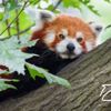 Hayvanat bahçesindeki panda kayıplara karıştı
