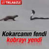 Kokarca kobra yılanını yendi İZLE Kokarca kobra yılanını yendi İZLE