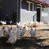 Okul bahçesindeki kümesten sağlanan yumurtalar öğrencilere ...